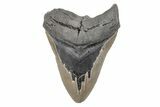 Bargain, Fossil Megalodon Tooth - Serrated Blade #201934-1
